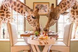 Giraffe-Manor